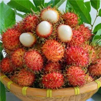 ?？压?海南保亭7号红毛丹5斤装